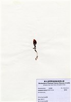 藏品(蘆筍藻)的圖片